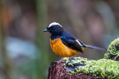 Borneo Adası 'ndaki doğa yağmur ormanlarındaki beyaz taç şama görüntüsü..