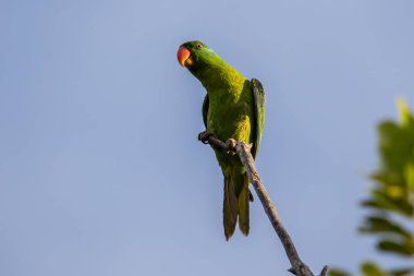 Mavi peçeteli papağan ağaç dalına tünemiş..