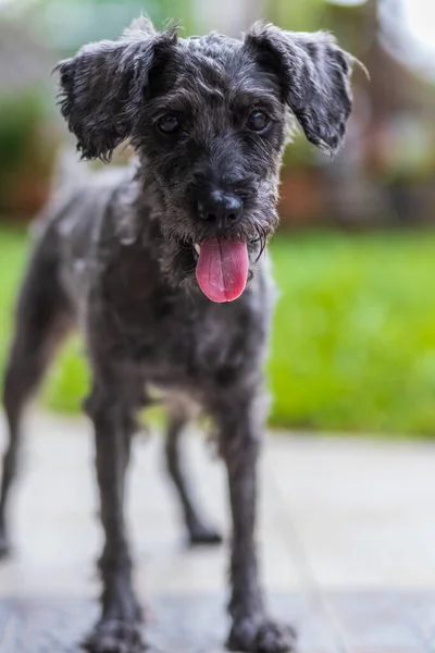 Imagem Retrato Cachorro Bonito Brinquedo Poodle Sentar Jardim Verde — Fotografia de Stock