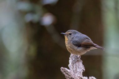 Karlı Kaşlı Kuş türünün doğa kuşu Borneo 'da bulunan dalda sinekkapanı tünemiş.
