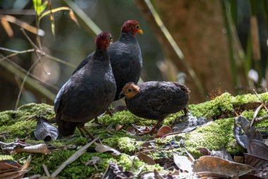 Borneo adasına özgü, ormanın derinliklerindeki kızıl başlı kekliğin doğa kuşudur.