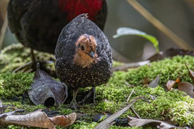 Borneo adasına özgü, ormanın derinliklerindeki kızıl başlı kekliğin doğa kuşudur.