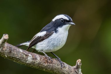 Little Pied Flycatcher 'ın doğa kuş türleri Borneo, Sabah, Malezya' da vahşi yaşam geçmişine sahip bir ağaç dalına tünemişler.