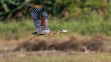 Uçan balıkçıl. Renkli doğa geçmişi. Mor balıkçıl. Ardea purpurea.