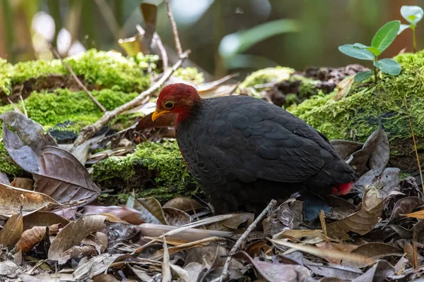 Borneo adasına özgü, ormanın derinliklerindeki kızıl başlı kekliğin doğa kuşudur.