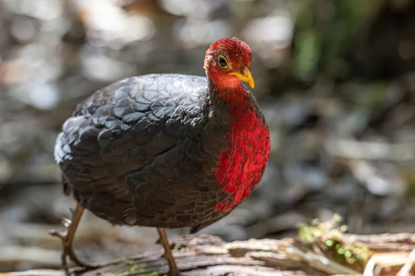 Natura Fauna Selvatica Uccello Cremisi Testa Pernice Sulla Foresta Pluviale — Foto Stock