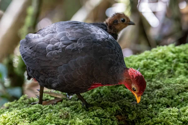 Borneo adasına özgü, ormanın derinliklerindeki kızıl başlı kekliğin doğa kuşudur.