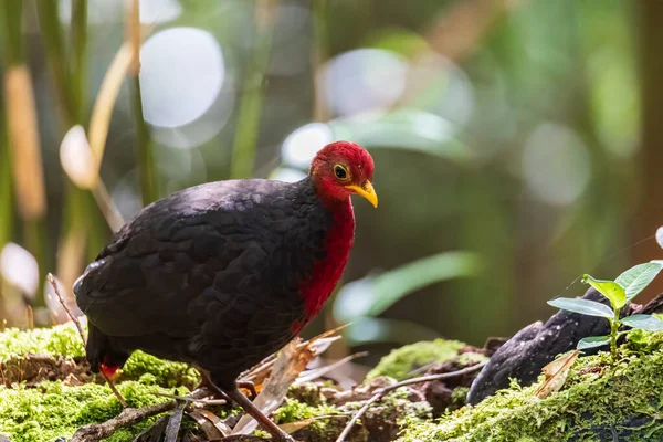 Borneo adasına özgü, ormanın derinliklerindeki kızıl başlı kekliğin doğa kuşudur.