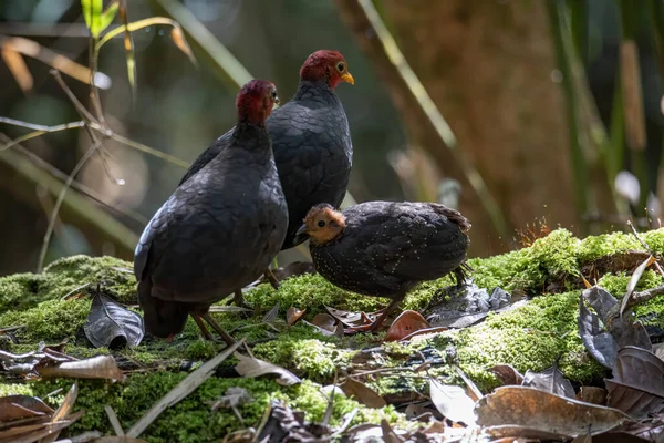 Borneo adasına özgü, ormanın derinliklerindeki kızıl başlı kekliğin doğa kuşudur.