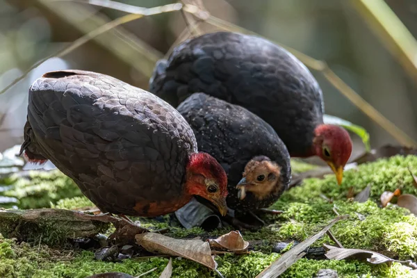 Borneo adasına özgü, ormanın derinliklerindeki kızıl başlı kekliğin doğa kuşudur.