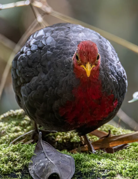 Nature Oiseau Sauvage Perdrix Tête Pourpre Sur Forêt Tropicale Jungle — Photo