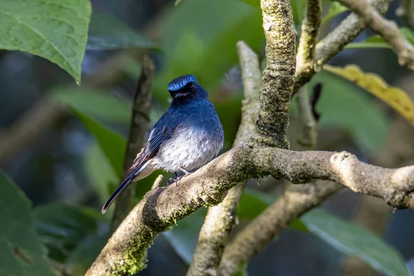 Pássaro Cor Azul Bonito Conhecido Como Rufous Vented Flycatcher Empoleirado — Fotografia de Stock