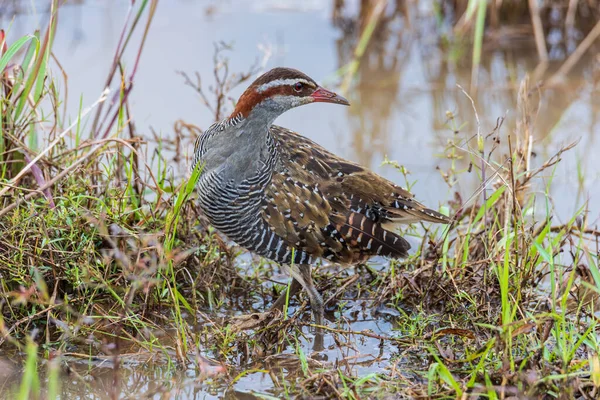 Naturaleza Fauna Imagen Buff Banded Rail Pájaro Arrozal Archivado —  Fotos de Stock