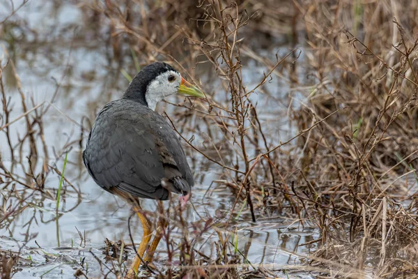 Λευκό Πεπόνι Στήθος Waterhen Στο Paddy Κατατεθεί Στο Sabah Βόρνεο — Φωτογραφία Αρχείου