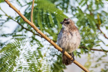 Doğa kuşu sabah vakti tünemekte olan sarı kanatlı bülbül.