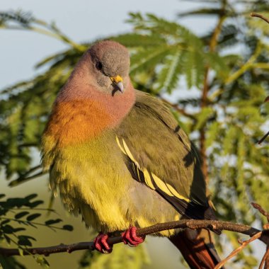 Doğa kuşu Pembe boyunlu Yeşil Güvercin dalın üzerine tünedi