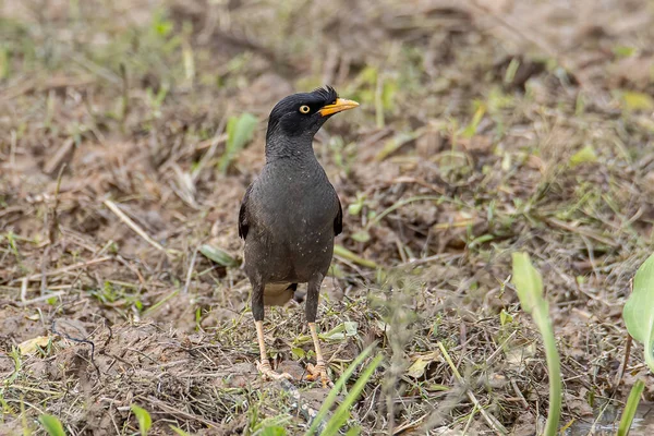 Bird Javan Myna Visto Paddy Arquivado Sabah Bornéu — Fotografia de Stock