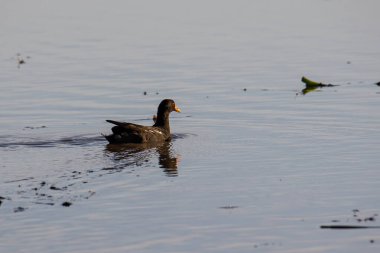 Kuş çeltik tarlasında Adi Moorhen