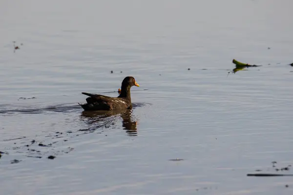 Kuş Çeltik Tarlasında Adi Moorhen — Stok fotoğraf