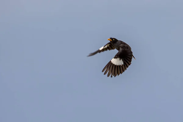 Kuş Javan Myna Sabah Borneo Çeltik Üzerinde Görüldü — Stok fotoğraf