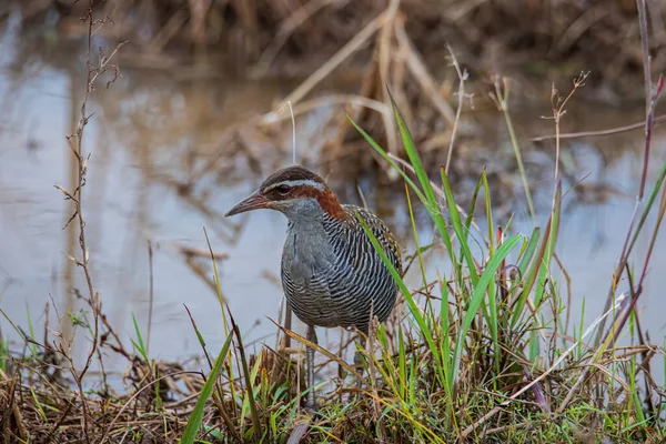 Nature Wildlife Image Buff Banded Rail Bird Paddy — 스톡 사진