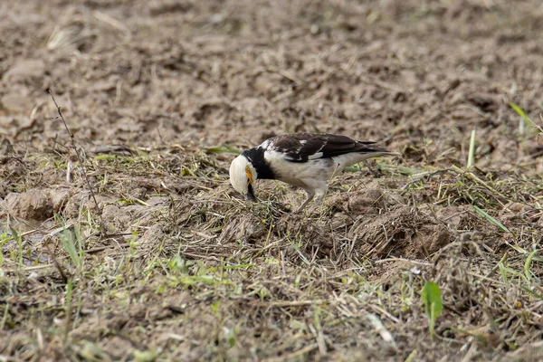 Black Collared Starling Bird Spotted Paddy Field Sabah Malaysia — Stock Photo, Image