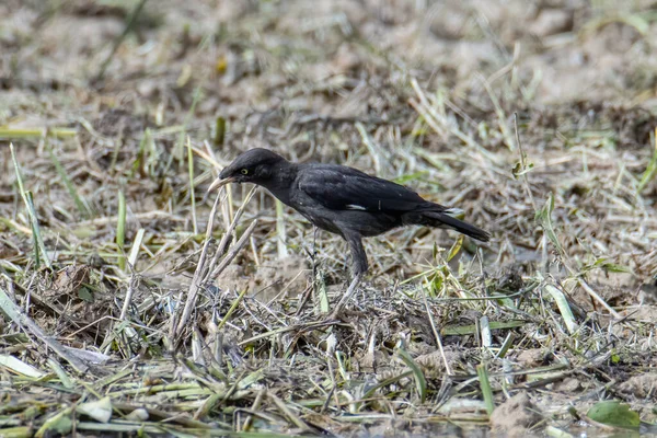 Pássaro Estrelado Colarinho Preto Avistado Campo Arroz Sabah Malásia — Fotografia de Stock