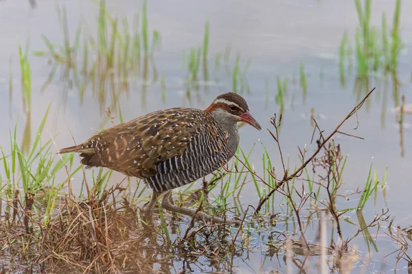 Naturbild Buff Banded Rail Vogel Auf Reisfeldern Eingereicht — Stockfoto