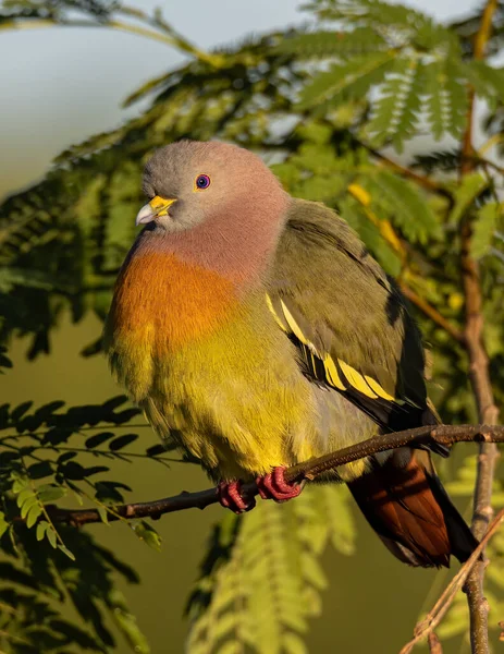 Natura Uccelli Selvatici Collo Rosa Piccione Verde Appollaiato Sul Ramo — Foto Stock