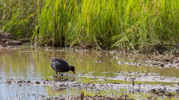 Pájaro Común Moorhen Arrozal — Foto de Stock