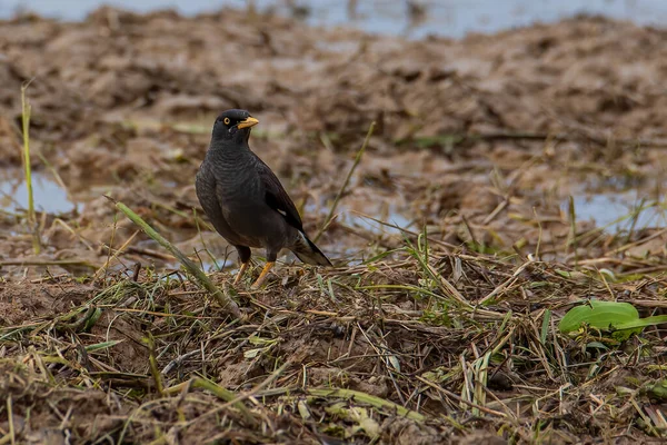 Bird Javan Myna Visto Paddy Arquivado Sabah Bornéu — Fotografia de Stock