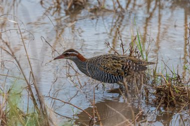 Nature wildlife image Buff Banded Rail bird on paddy filed. clipart