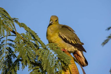 Doğa kuşu Pembe boyunlu Yeşil Güvercin dalın üzerine tünedi