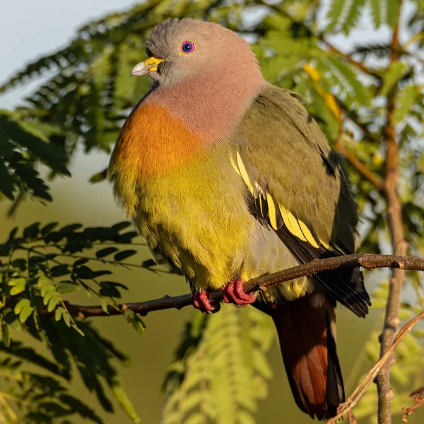 Natura Dzika Przyroda Ptak Różowy Szyja Zielony Gołąb Siedzący Gałęzi — Zdjęcie stockowe