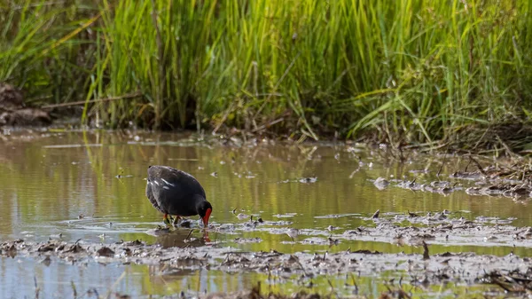 Πουλί Κοινή Moorhen Ορυζώνες — Φωτογραφία Αρχείου