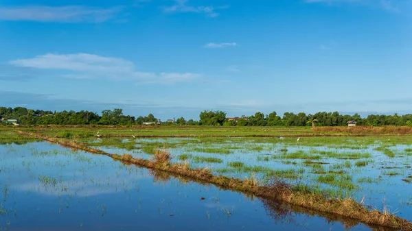 Beautiful Rural Landscape Clear Blue Sky — Stock Photo, Image