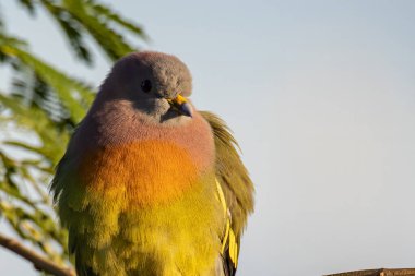 Doğa kuşu Pembe boyunlu Yeşil Güvercin dalın üzerine tünedi