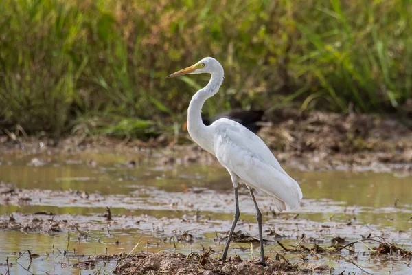 Nature Wildlife Image Cattle Egret Paddy Field — Stock Photo, Image