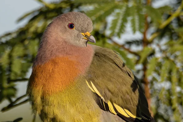 Nature Faune Oiseau Pigeon Vert Cou Rose Perché Sur Branche — Photo