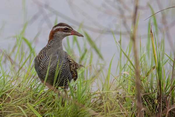 Nature Wildlife Image Buff Banded Rail Bird Paddy — 스톡 사진