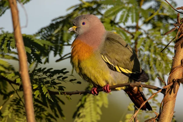 Natura Uccelli Selvatici Collo Rosa Piccione Verde Appollaiato Sul Ramo — Foto Stock