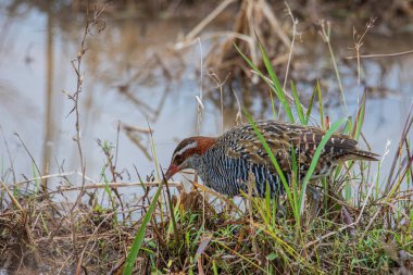 Doğal yaşam görüntüsü Buff Banded Rail kuşu çeltik tarlasında.