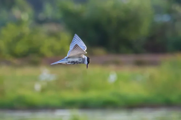 湖の上の小さな昆虫のためのフルスピード狩猟飛行中のひげそりの鳥 — ストック写真