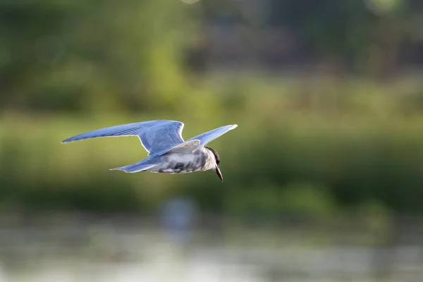 湖の上の小さな昆虫のためのフルスピード狩猟飛行中のひげそりの鳥 — ストック写真