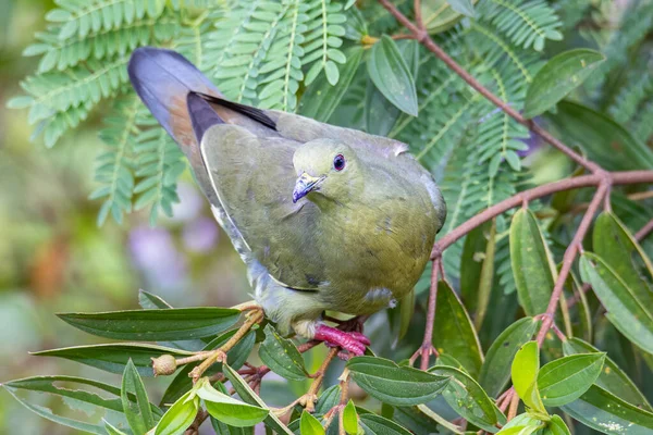 Nature wildlife bird Pink-necked Green Pigeon perched on the branch