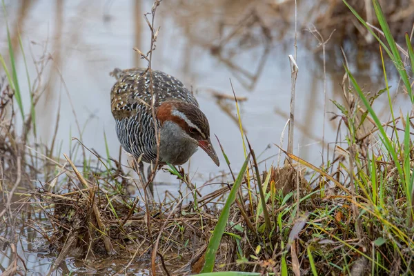 Изображение Дикой Природы Buff Banded Rail Bird Paddy Filed — стоковое фото