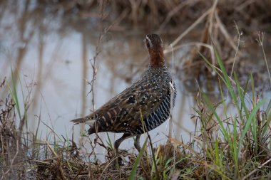 Doğal yaşam görüntüsü Buff Banded Rail kuşu çeltik tarlasında.