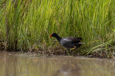 Kuş çeltik tarlasında Adi Moorhen