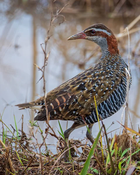 Naturaleza Fauna Imagen Buff Banded Rail Pájaro Arrozal Archivado —  Fotos de Stock