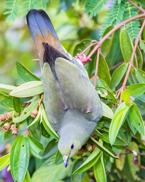 大自然的野鸟 粉红颈的绿鸽子栖息在树枝上 — 图库照片
